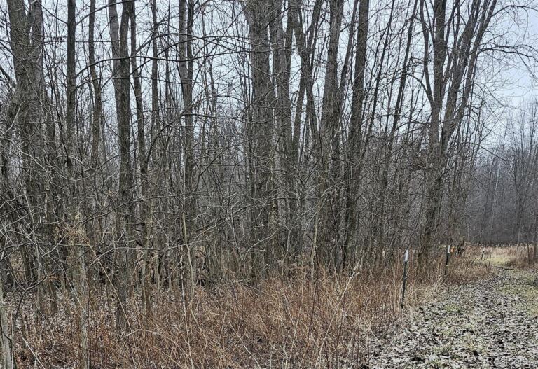 000 Chase Lake Rd, Fowlerville
